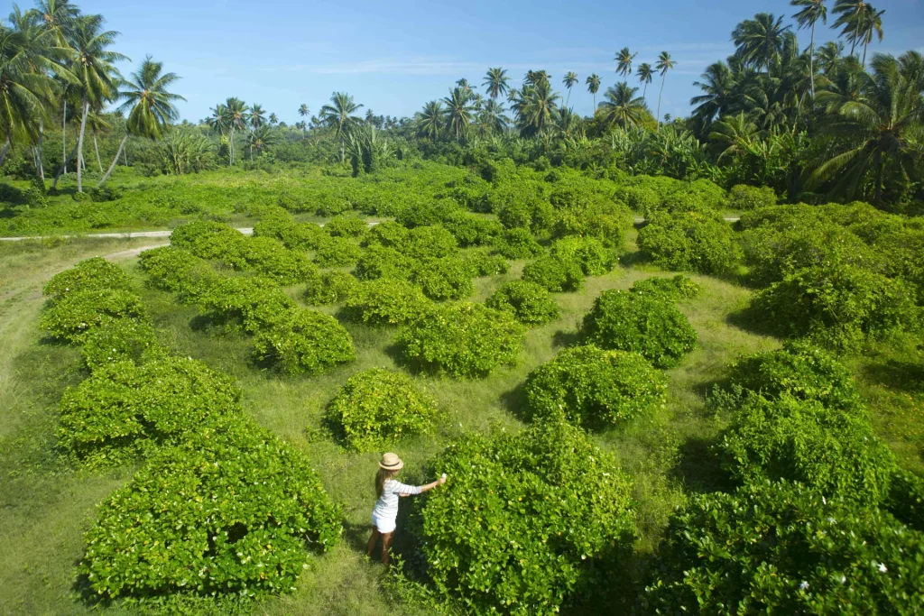 Picking Tiare Tahiti flower © Tahiti Tourisme