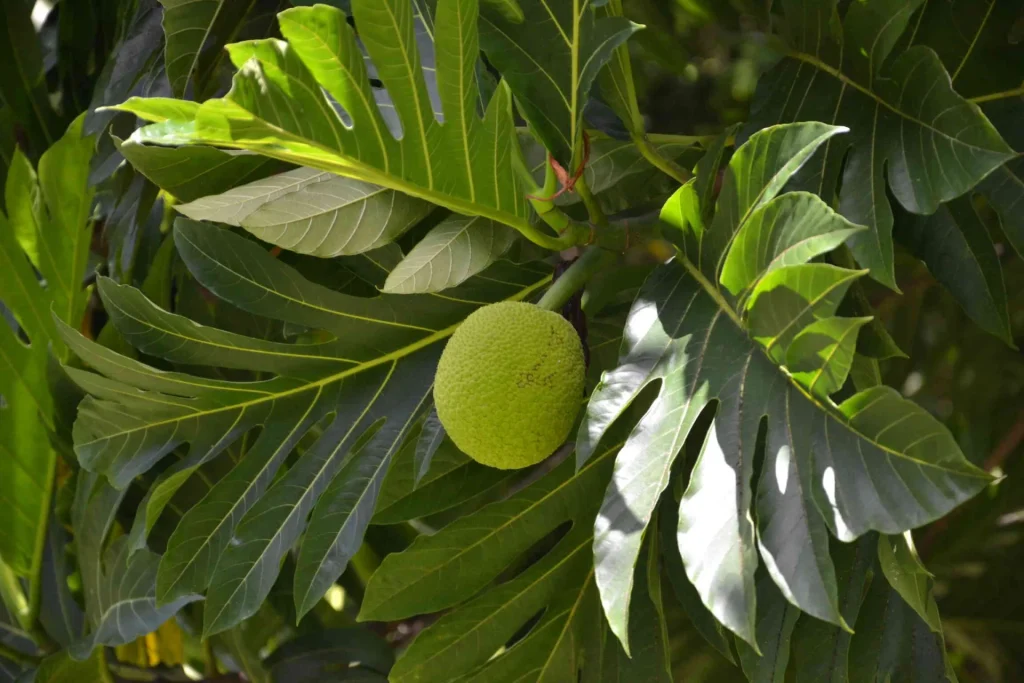 Uru Fruit © Tahiti Tourisme