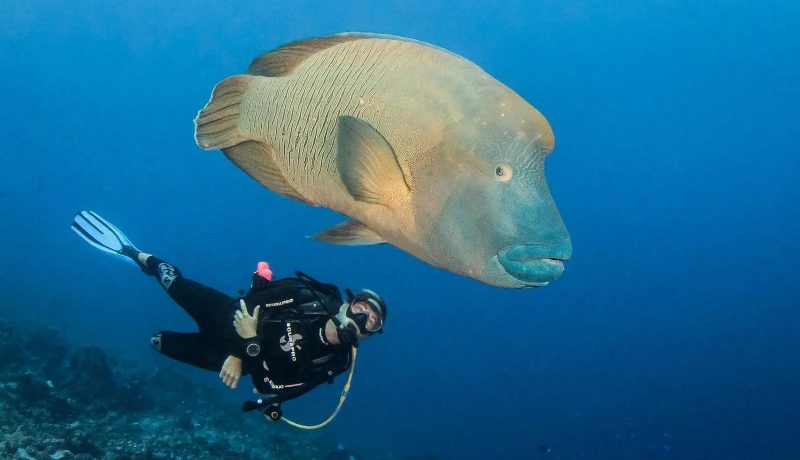 Diver’s Paradise