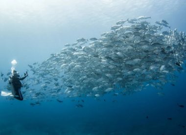 Diver’s Paradise
