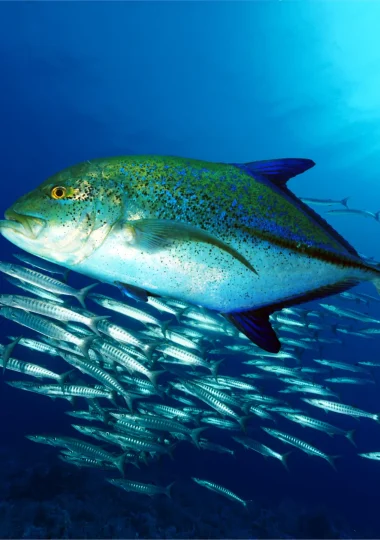 Diving Vacations in <i>The Islands of Tahiti</i>” width=”380″ height=”540″>    </picture>
                                                                                    </a>
                                    </div>
                                    <div class=