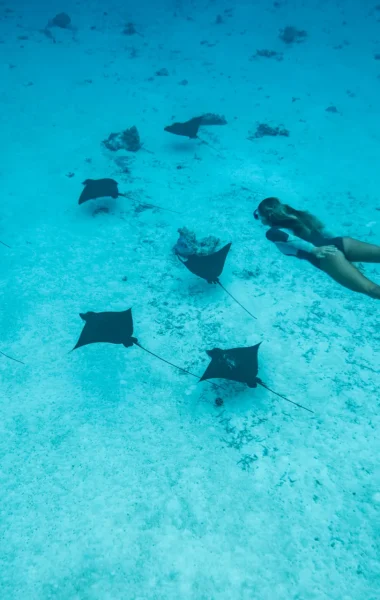 Diving with stingrays ©_Emmanuel Bouvet