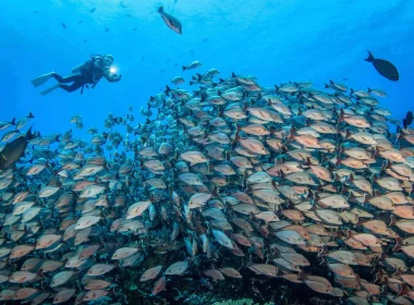 Diving in Rangiroa© Bernard Beaussier