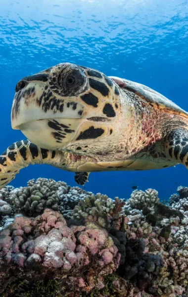 Turtle swimming over the coral reef in the islands of Tahiti© Grégory Lecoeur