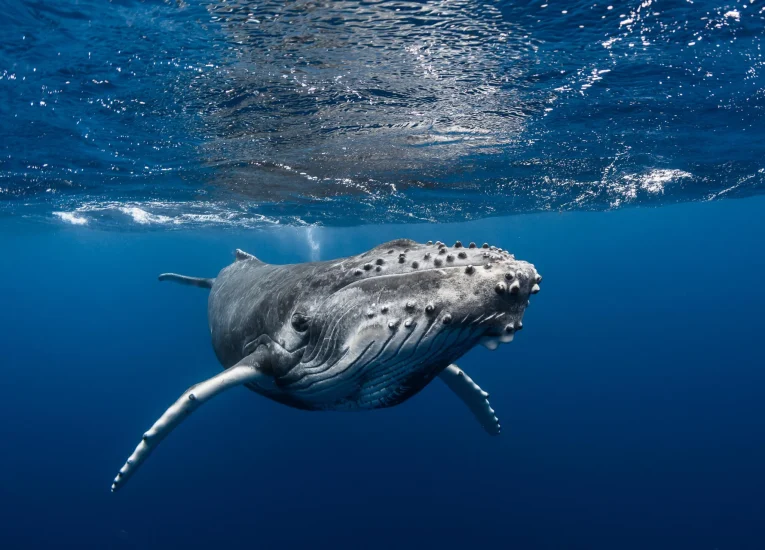 Whale watching © Grégory Lecoeur