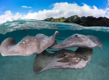 <i>The Islands of Tahiti</i> for the Solo Traveler” width=”380″ height=”280″> </picture>
<picture>
<source srcset=