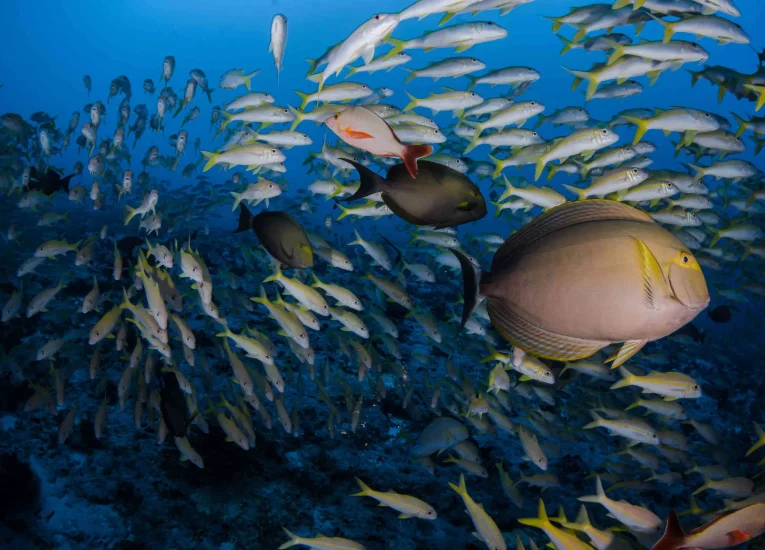 The fish-filled waters of Nuku HIva© Frédérique Legrand