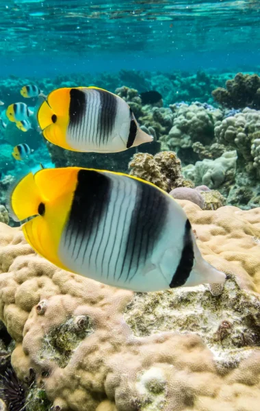 Butterfly fish © Stéphane Mailion / Service du Tourisme