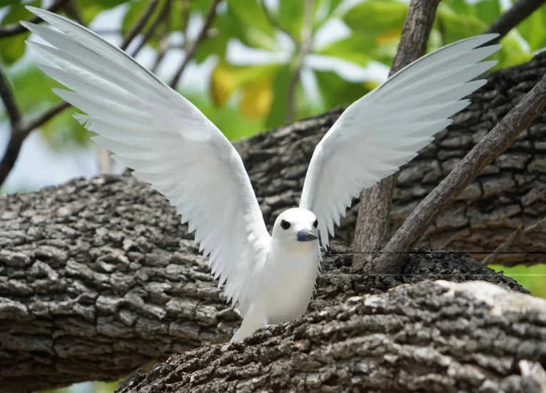 Birdwatching in Tetiaroa © Lei Tao