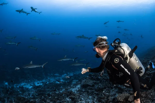 Plongée au Mur de requins ©Grégory Lecoeur