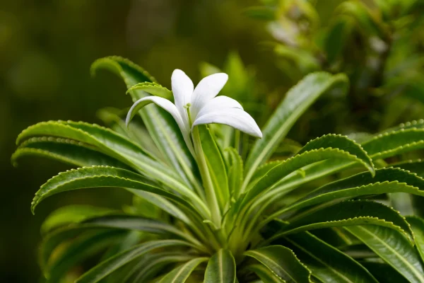 The Tiare Apetahi, an endemic flower of Raiatea © Philippe Bacchet