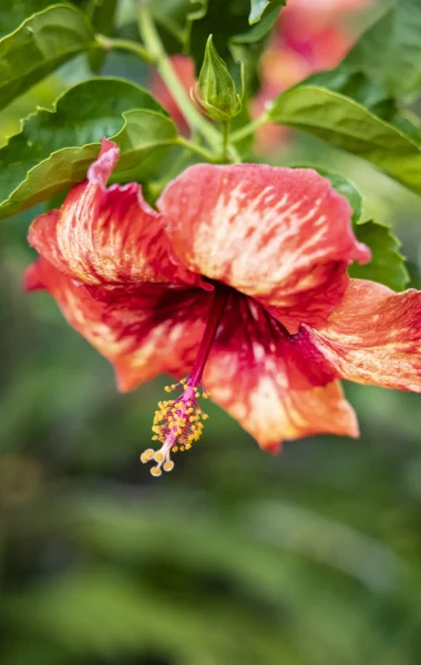 Hibiscus flower © Grégoire Le Bacon