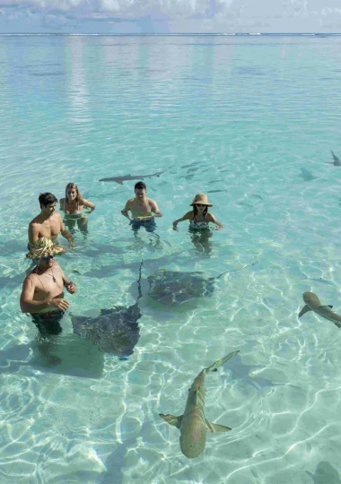 Stingray and shark swimming©_Grégoire Le Bacon