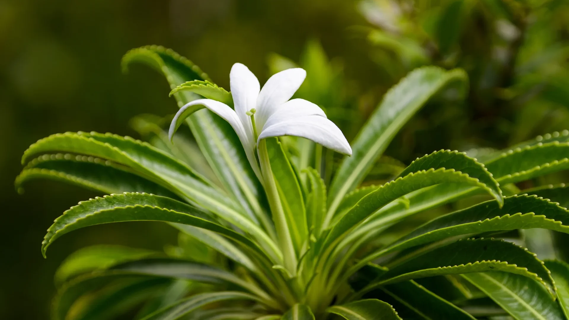 The Tiare Apetahi, an endemic flower of Raiatea © Philippe Bacchet
