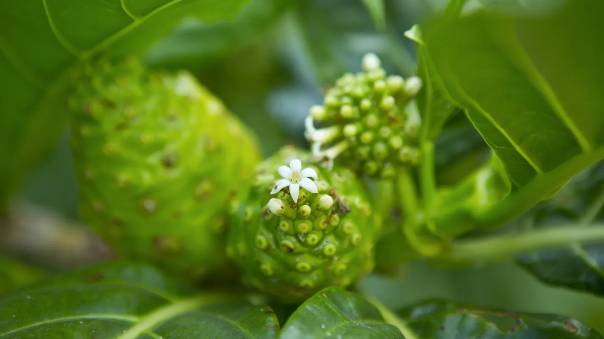 Tahitian Noni Juice © Tahiti Tourisme