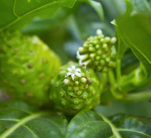 Tahitian Noni Juice © Tahiti Tourisme