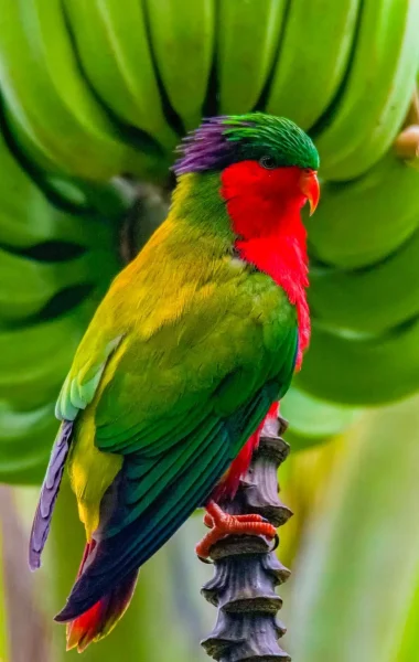 rare & endangered iconic bird of Tahiti
