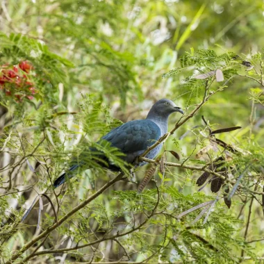 Efforts to preserve endangered species in The Islands of Tahiti