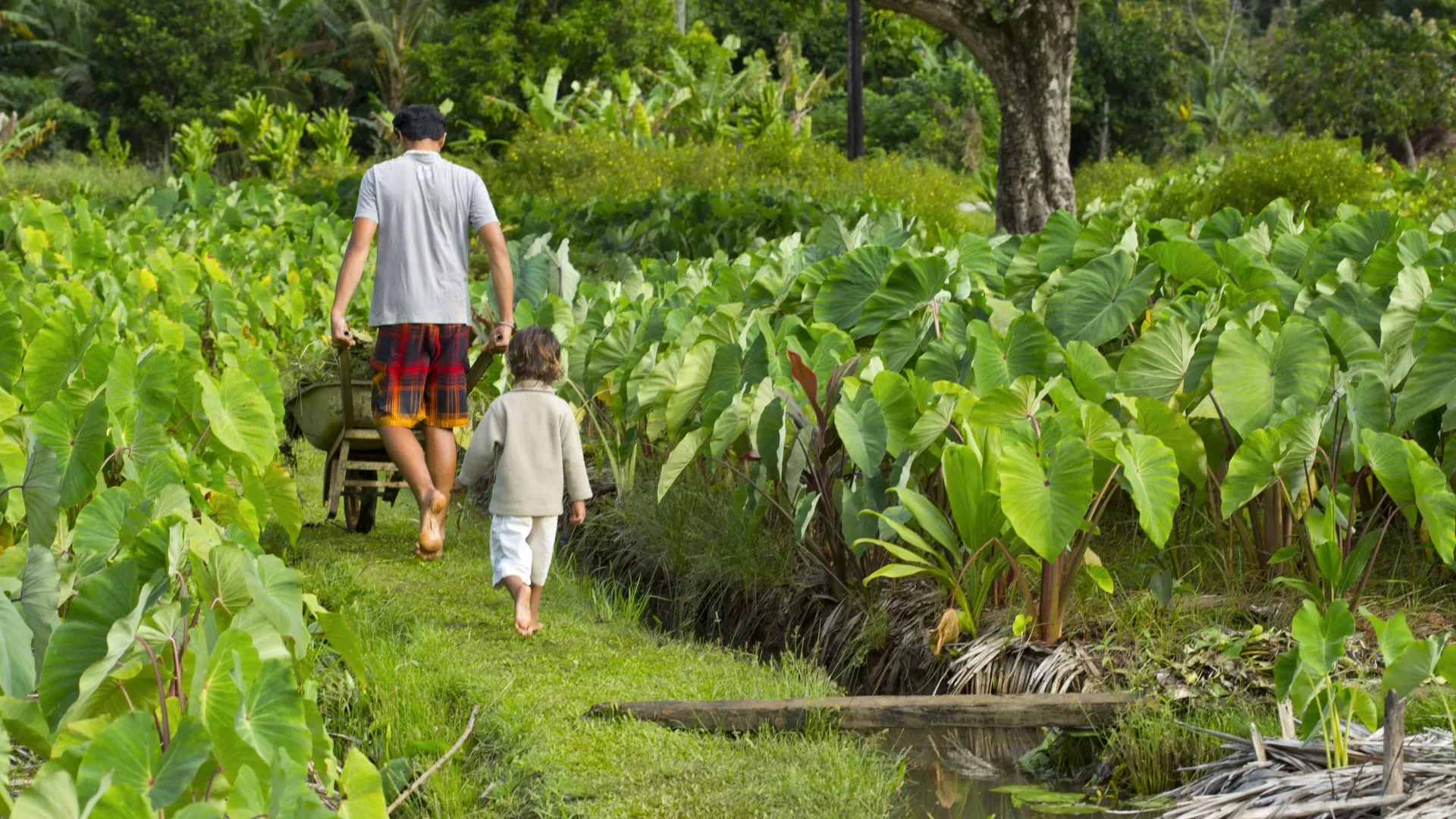 Taro fields in Rurutu © Tahiti Tourisme