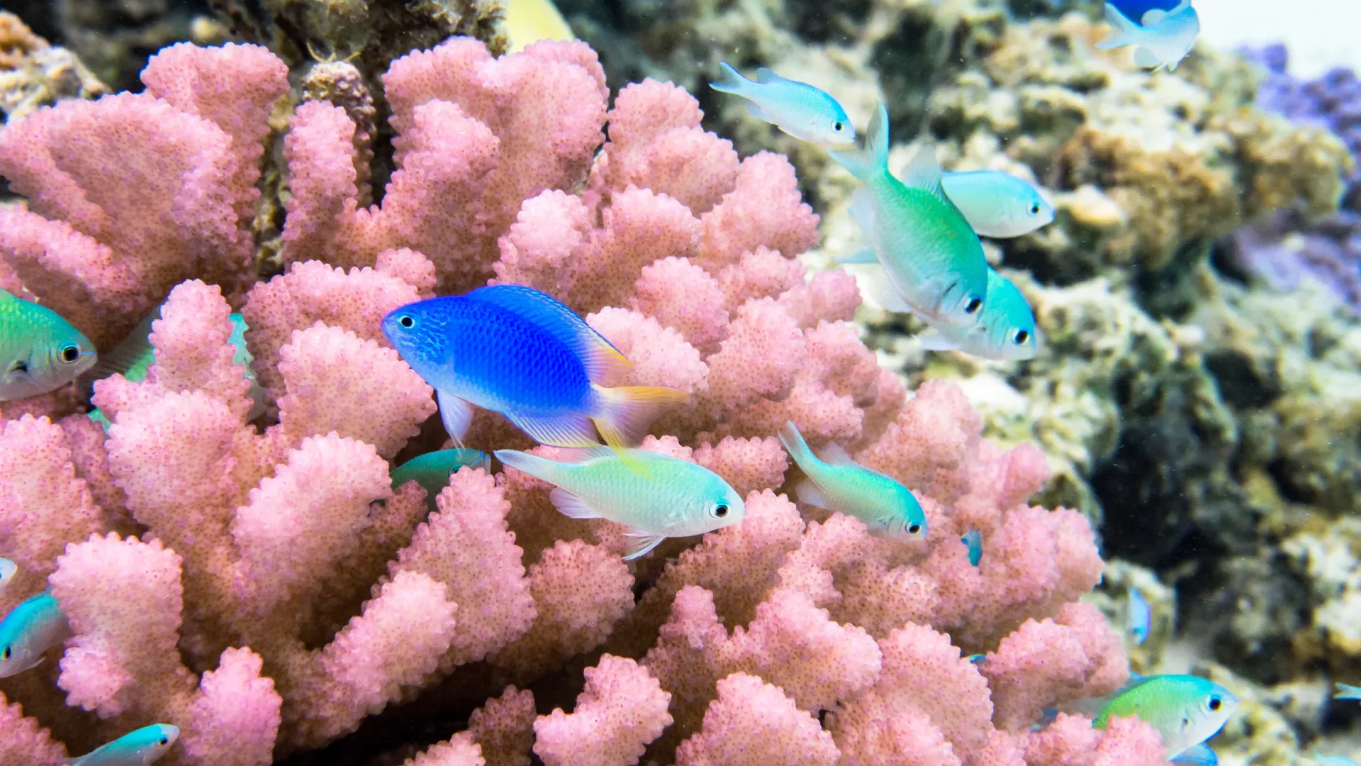 Corals and multicolored fish in The Islands of Tahiti © Stéphane Mailion / Service du Tourisme