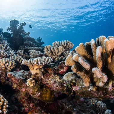 Coral in The Islands of Tahiti