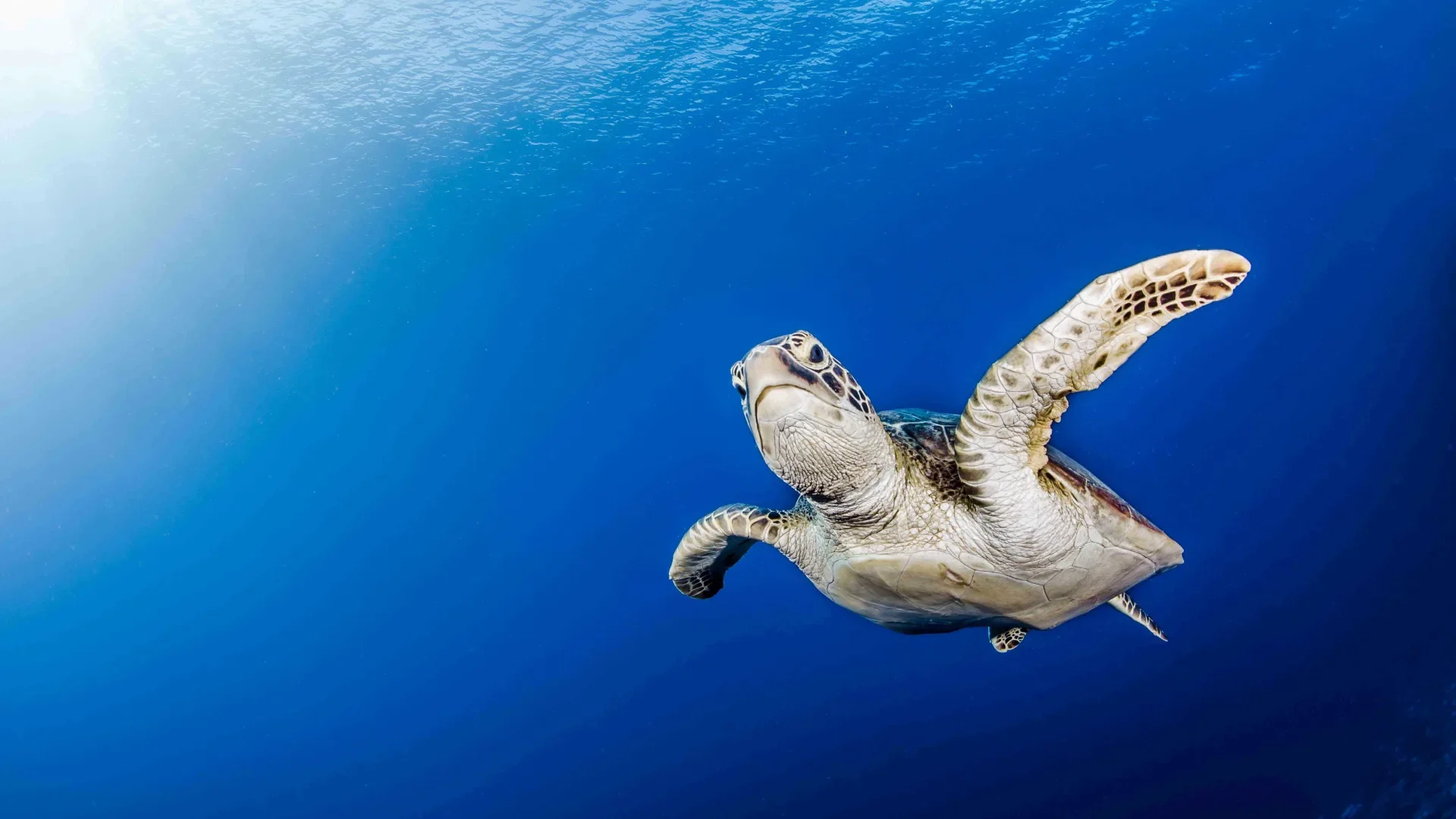 A young turtle in Tuamotu © Frédérique Legrand