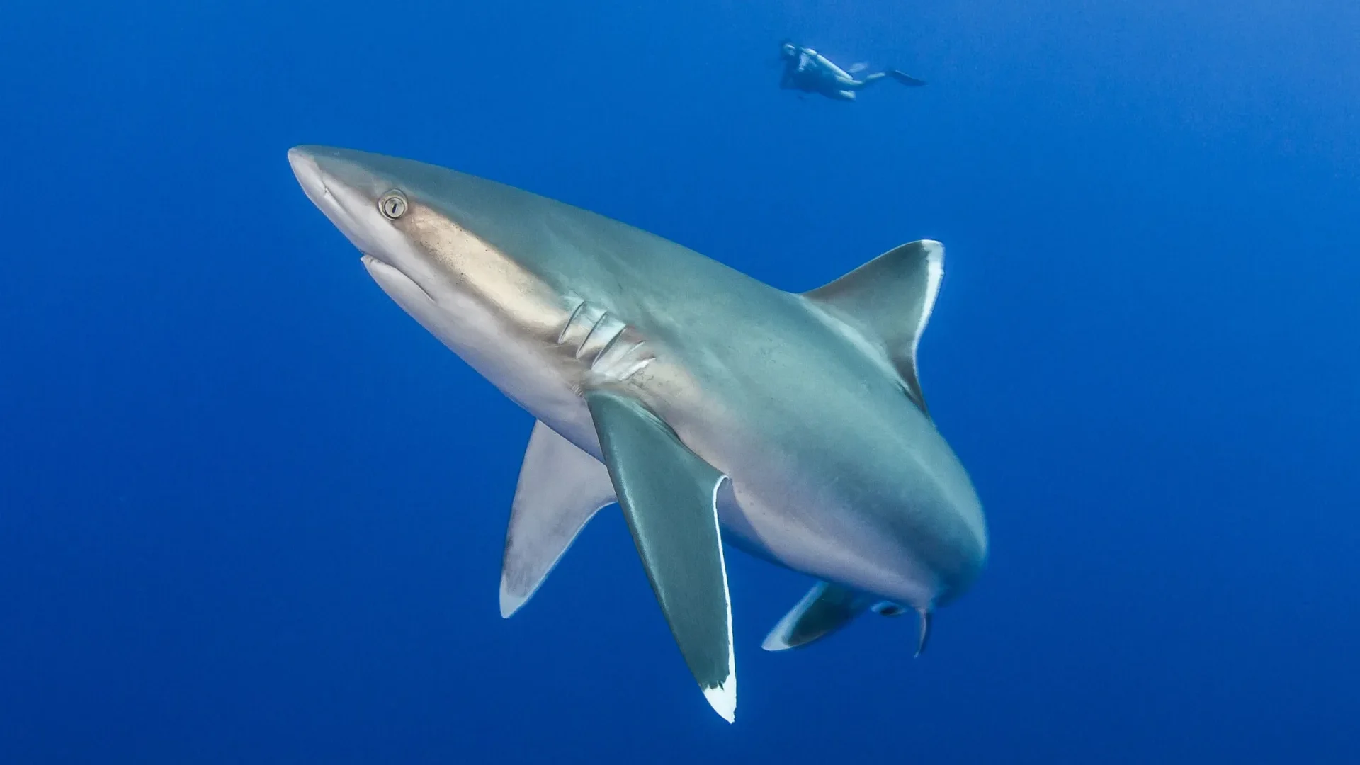 Reef sharks © Bernard Beaussier