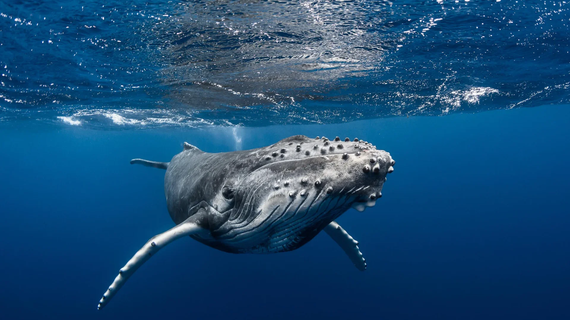 Whale watching © Grégory Lecoeur
