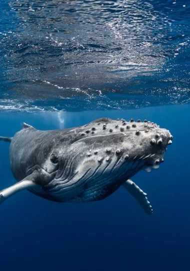 Whale watching © Grégory Lecoeur