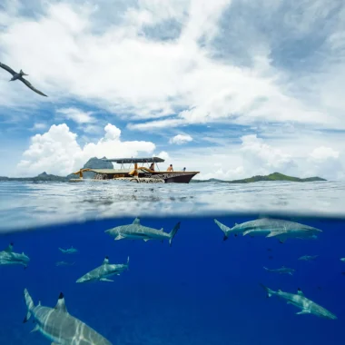 tour en pirogue privé sur le lagon de bora bora pour explorer les fonds marins © Grégoire Le Bacon