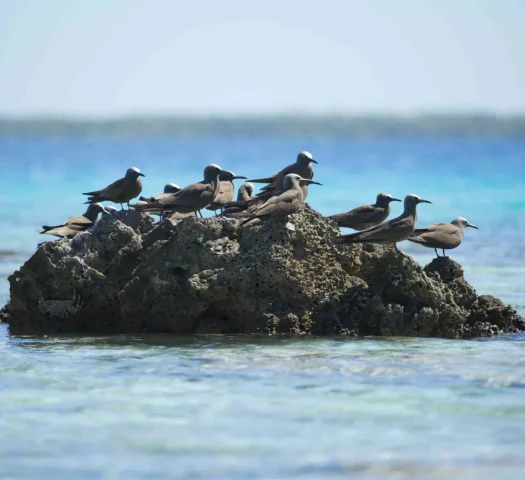 Group of birds on a rock in the sea © Tahiti Tourisme