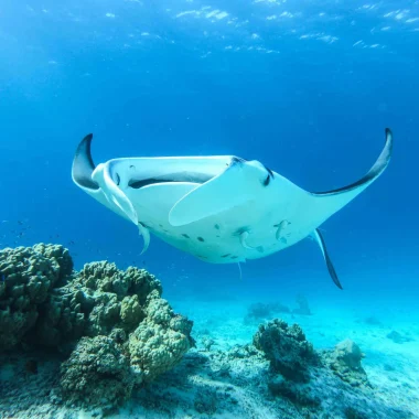 Manta ray © Denis Grosmaire