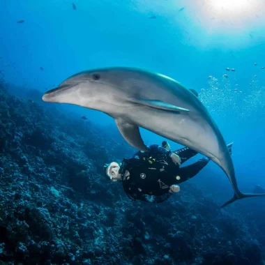 Diving with a dolphin© Bernard Beaussier