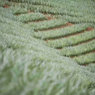 Pineapple fields in Moorea © Tahiti Tourisme