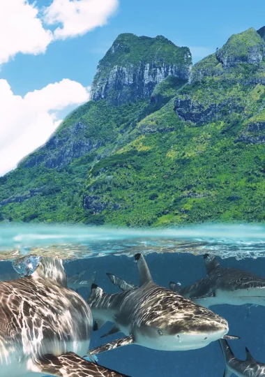 Diving Vacations in <i>The Islands of Tahiti</i>” width=”380″ height=”540″>    </picture>
                                                                                    </a>
                                    </div>
                                    <div class=