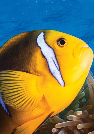Diving Vacations in <i>The Islands of Tahiti</i>” width=”380″ height=”540″>    </picture>
                                                                                    </a>
                                    </div>
                                    <div class=