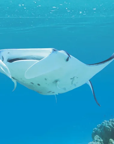 Diving in Maupiti