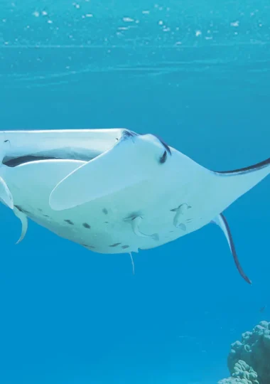 Diving Vacations in <i>The Islands of Tahiti</i>” width=”380″ height=”540″>    </picture>
                                                                                    </a>
                                    </div>
                                    <div class=