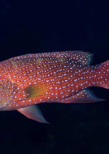Diving Vacations in <i>The Islands of Tahiti</i>” width=”380″ height=”540″>    </picture>
                                                                                    </a>
                                    </div>
                                    <div class=